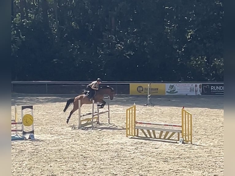Hannoveraner Stute 13 Jahre 164 cm Brauner in Kluse