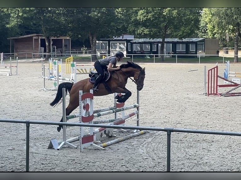 Hannoveraner Stute 13 Jahre 164 cm Brauner in Kluse