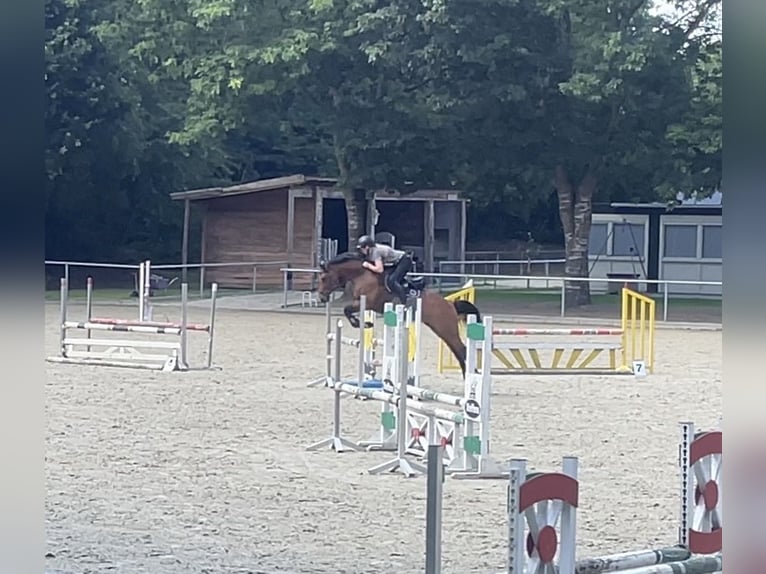 Hannoveraner Stute 13 Jahre 164 cm Brauner in Kluse