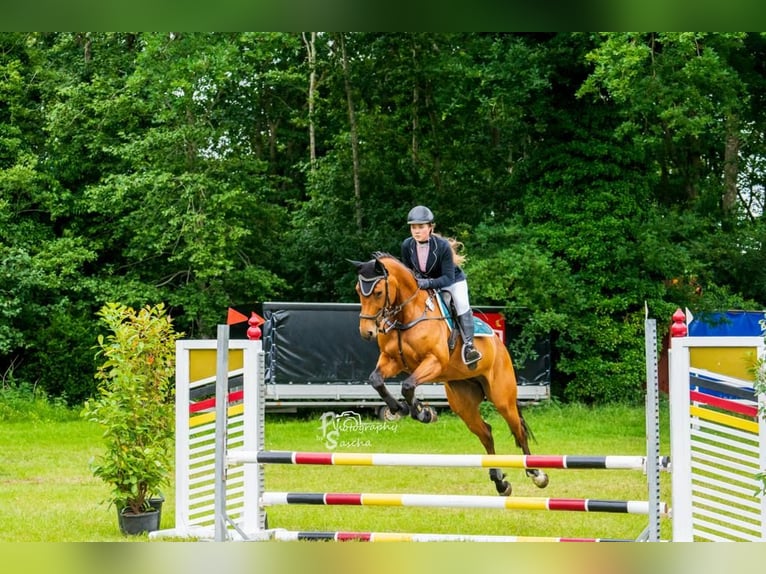 Hannoveraner Stute 13 Jahre 164 cm Brauner in Kluse