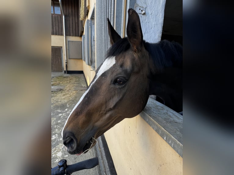 Hannoveraner Stute 13 Jahre 164 cm Dunkelbrauner in Kassel