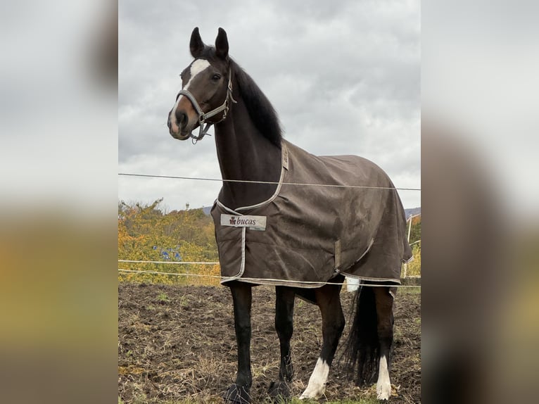 Hannoveraner Stute 13 Jahre 164 cm Dunkelbrauner in Kassel