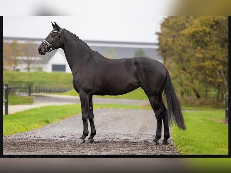 Hannoveraner Stute 13 Jahre 165 cm in Warendorf