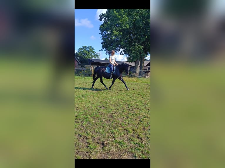 Hannoveraner Stute 13 Jahre 165 cm Dunkelbrauner in Bleckede