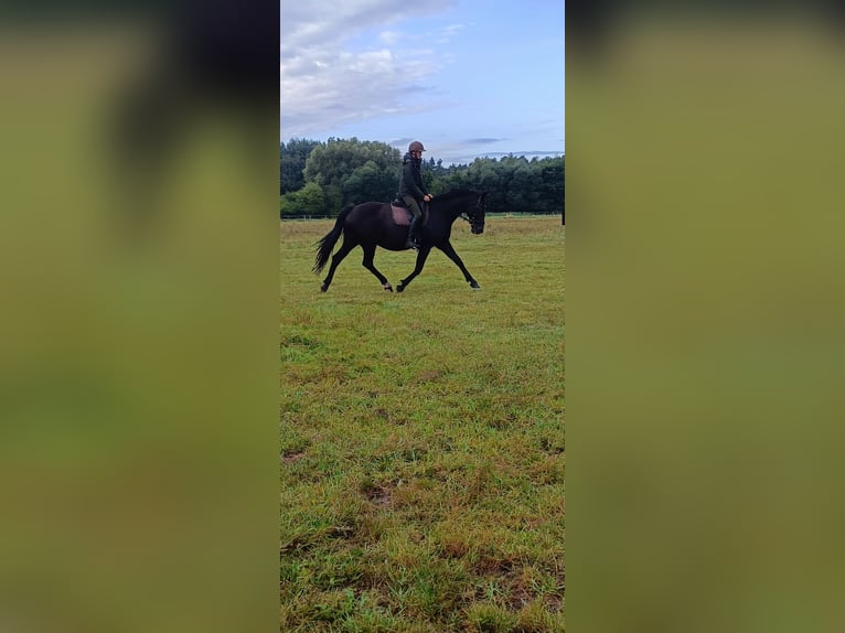Hannoveraner Stute 13 Jahre 165 cm Dunkelbrauner in Bleckede