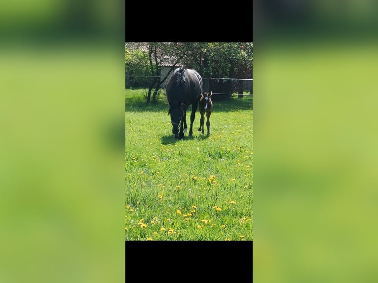 Hannoveraner Stute 13 Jahre 165 cm Dunkelbrauner in Bleckede