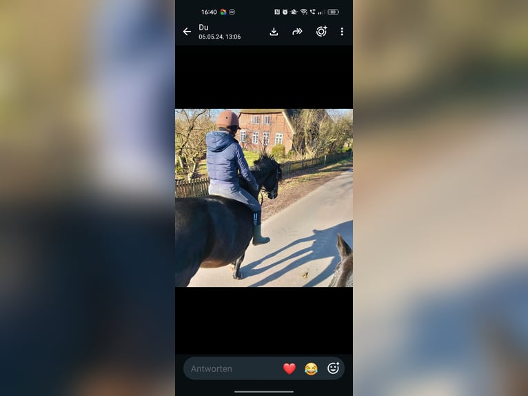 Hannoveraner Stute 13 Jahre 165 cm Dunkelbrauner in Bleckede