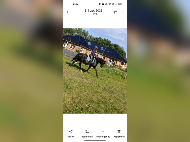 Hannoveraner Stute 13 Jahre 165 cm Dunkelbrauner in Bleckede