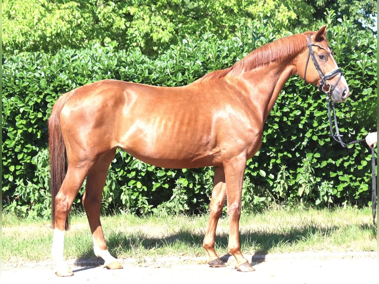 Hannoveraner Stute 13 Jahre 165 cm Fuchs in Selsingen