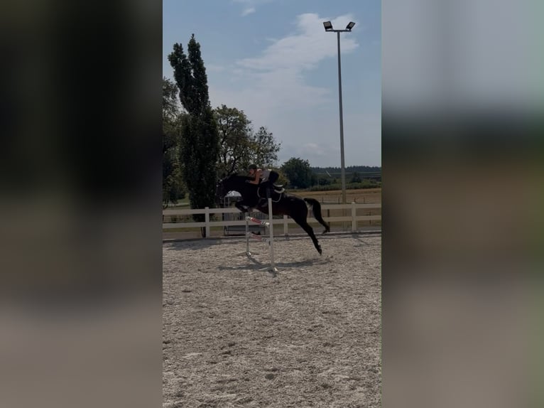 Hannoveraner Stute 13 Jahre 165 cm Rappe in Ingoldingen