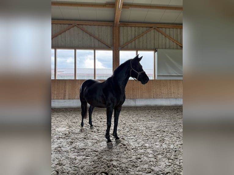 Hannoveraner Stute 13 Jahre 165 cm Rappe in Ingoldingen