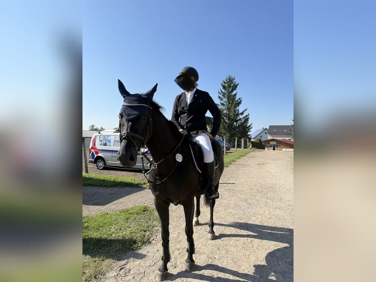 Hannoveraner Stute 13 Jahre 165 cm Rappe in Ingoldingen