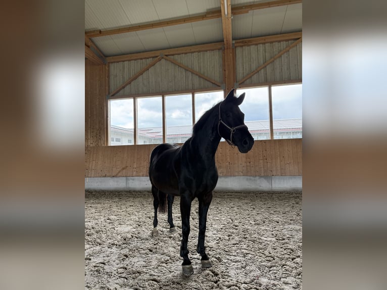 Hannoveraner Stute 13 Jahre 165 cm Rappe in Ingoldingen