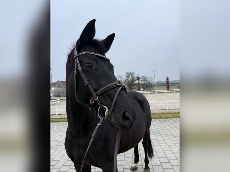 Hannoveraner Stute 13 Jahre 165 cm Rappe in Ingoldingen