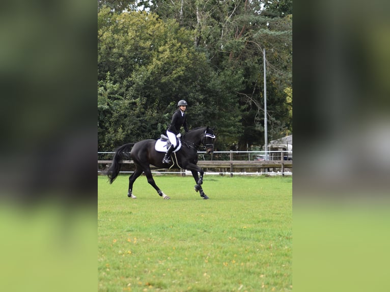 Hannoveraner Stute 13 Jahre 165 cm Schwarzbrauner in Soltau