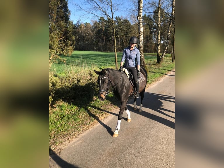 Hannoveraner Stute 13 Jahre 165 cm Schwarzbrauner in Soltau