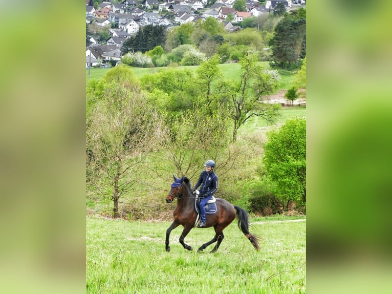Hannoveraner Stute 13 Jahre 165 cm Schwarzbrauner in Simmern
