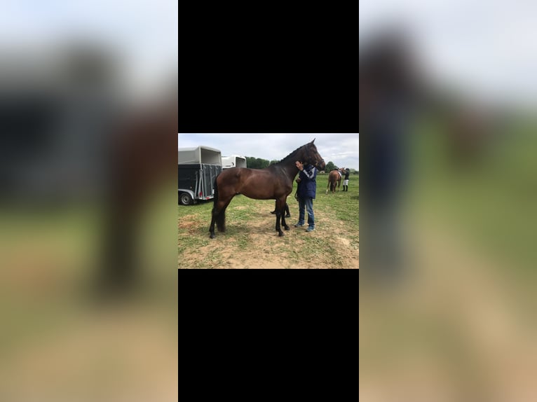 Hannoveraner Stute 13 Jahre 165 cm Schwarzbrauner in Simmern