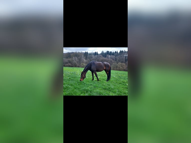 Hannoveraner Stute 13 Jahre 165 cm Schwarzbrauner in Simmern