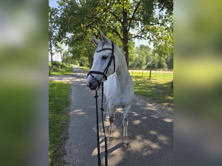 Hannoveraner Stute 13 Jahre 166 cm Schimmel in Rehlingen