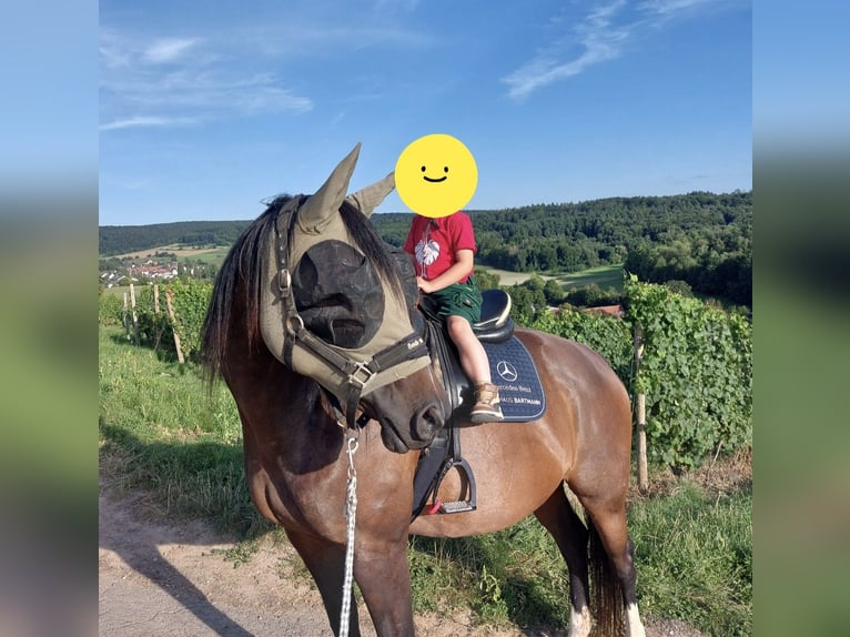 Hannoveraner Stute 13 Jahre 167 cm Brauner in Groß-Umstadt