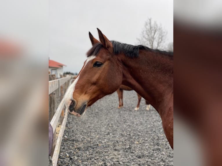 Hannoveraner Stute 13 Jahre 168 cm Brauner in Sulzberg