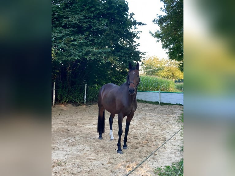 Hannoveraner Stute 13 Jahre 168 cm Brauner in Lienen