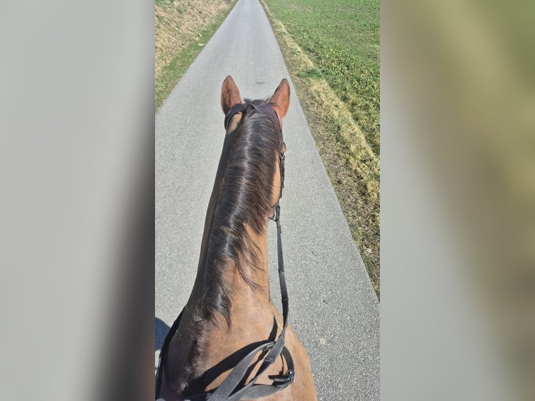 Hannoveraner Stute 13 Jahre 168 cm  in Ettiswil