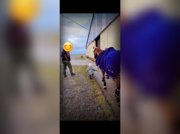 Hannoveraner Stute 13 Jahre 168 cm Dunkelfuchs in Kleinbundenbach