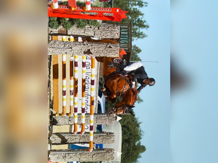 Hannoveraner Stute 13 Jahre 168 cm Fuchs in Langenau