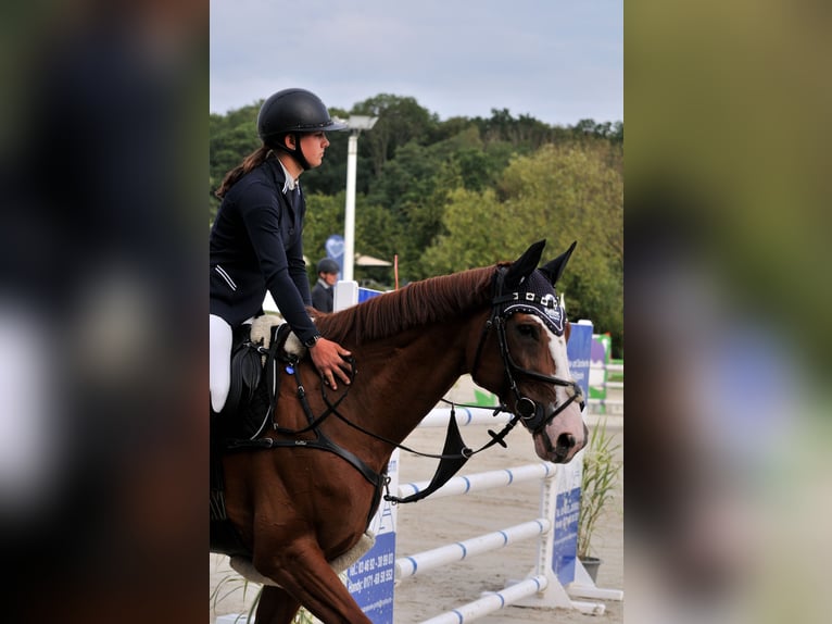 Hannoveraner Stute 13 Jahre 168 cm Fuchs in G&#xF6;ttingen