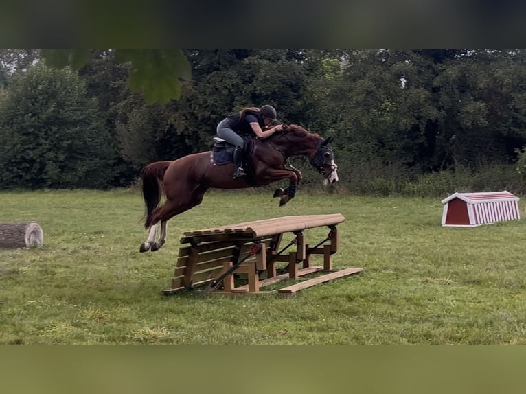 Hannoveraner Stute 13 Jahre 168 cm Fuchs in G&#xF6;ttingen