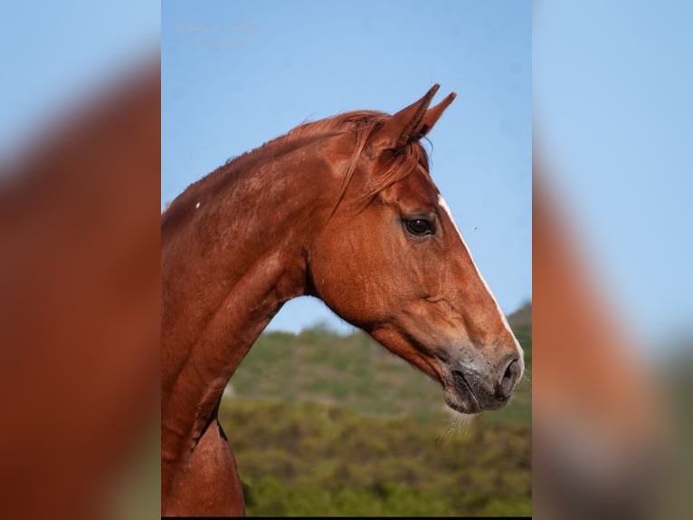 Hannoveraner Stute 13 Jahre 168 cm Fuchs in Itzehoe