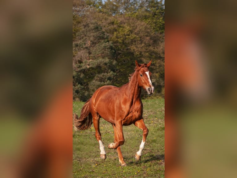 Hannoveraner Stute 13 Jahre 168 cm Fuchs in Itzehoe
