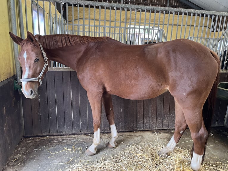 Hannoveraner Stute 13 Jahre 168 cm Fuchs in Bad Kreuznach