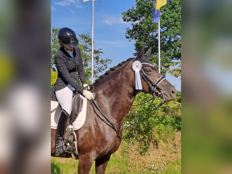 Hannoveraner Stute 13 Jahre 168 cm Rappe in Eutin