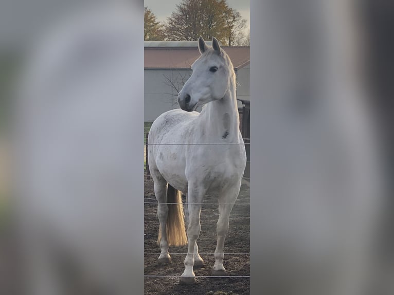 Hannoveraner Stute 13 Jahre 168 cm Schimmel in Köln Hannoveraner Stute 13 Jahre 168 cm Schimmel in Köln