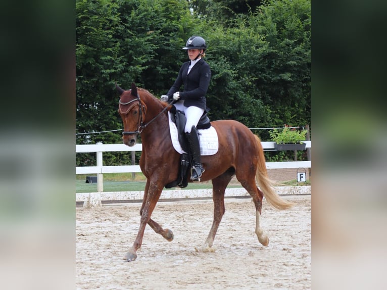 Hannoveraner Stute 13 Jahre 169 cm Fuchs in Seesen