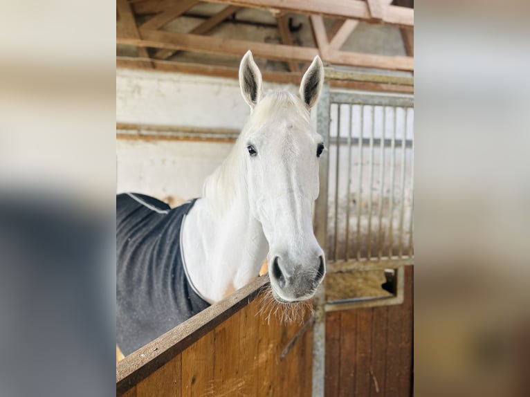 Hannoveraner Stute 13 Jahre 169 cm Schimmel in Simmershofen