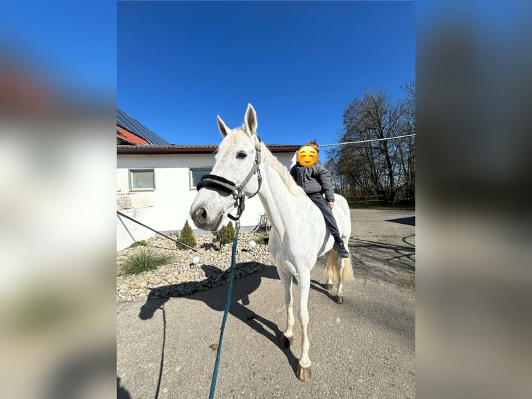 Hannoveraner Stute 13 Jahre 169 cm Schimmel in Simmershofen