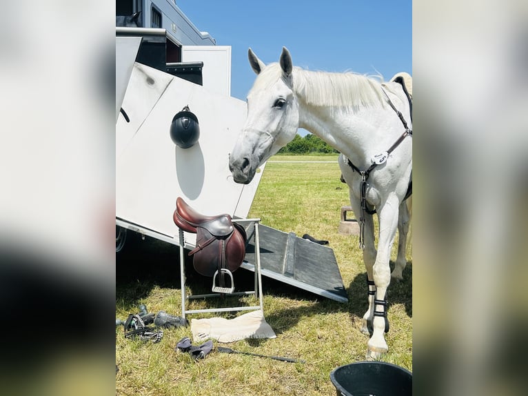 Hannoveraner Stute 13 Jahre 169 cm Schimmel in Simmershofen