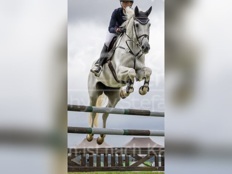 Hannoveraner Stute 13 Jahre 169 cm Schimmel in Simmershofen