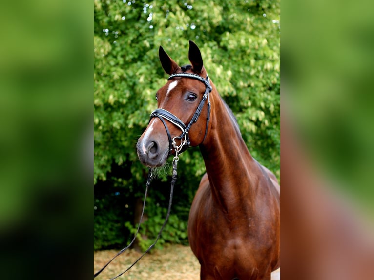 Hannoveraner Stute 13 Jahre 170 cm Brauner in MOL