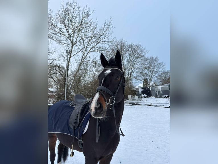 Hannoveraner Stute 13 Jahre 170 cm Dunkelbrauner in Satrup