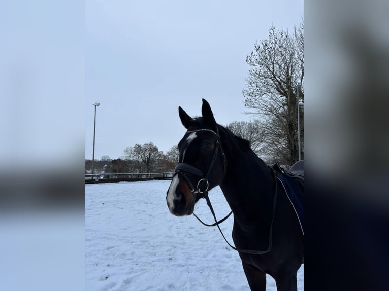 Hannoveraner Stute 13 Jahre 170 cm Dunkelbrauner in Satrup