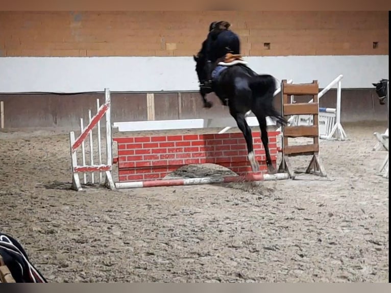 Hannoveraner Stute 13 Jahre 170 cm Dunkelbrauner in Könnern