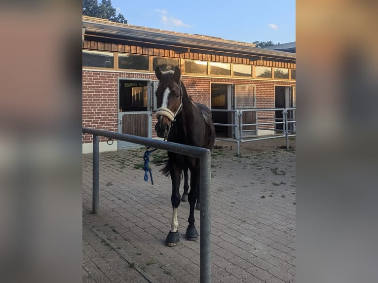 Hannoveraner Stute 13 Jahre 170 cm Dunkelbrauner in Todesfelde