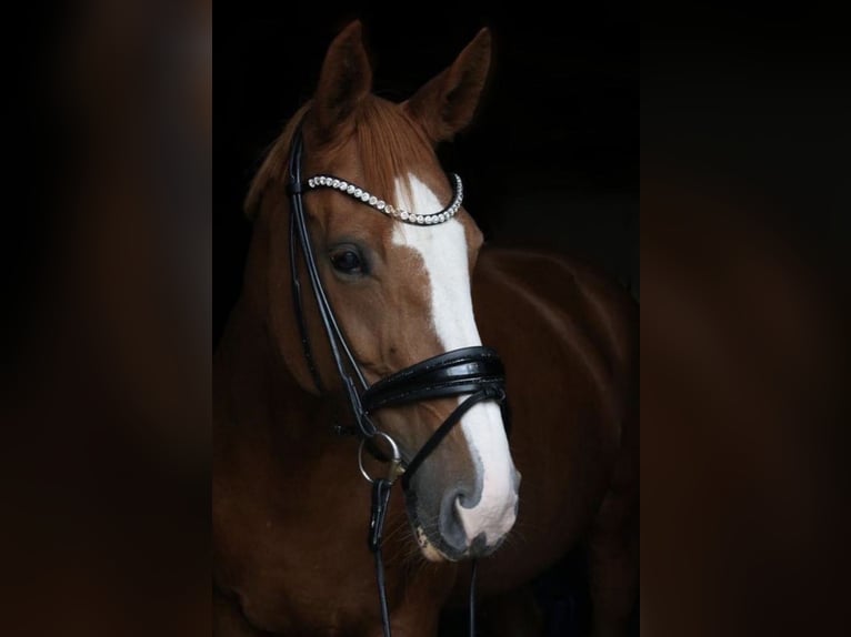 Hannoveraner Stute 13 Jahre 170 cm Dunkelfuchs in Bremen