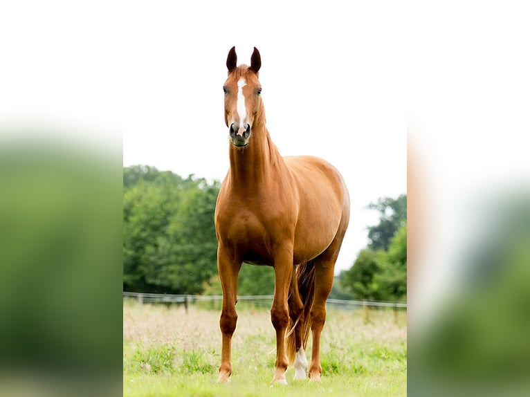 Hannoveraner Stute 13 Jahre 170 cm Fuchs in Lilienthal