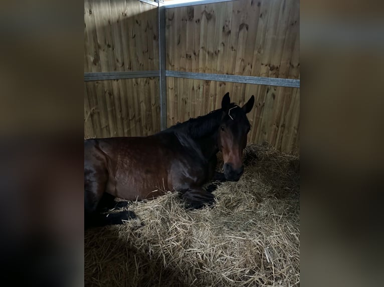 Hannoveraner Stute 13 Jahre 170 cm Schwarzbrauner in Łódź